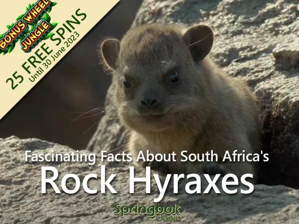 Springbok Casino Shares Fascinating Facts About South Africa’s Rock Hyraxes